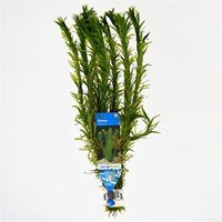 Elodea densa - 10 stuks - aquarium plant - thumbnail