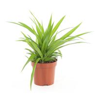 Chlorophytum Lemon P 12 cm