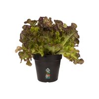 elho green basics growpot 11cm Binnen/buiten Plantenpot Vrijstaand Polypropyleen (PP) Zwart - thumbnail