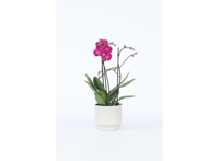 Phalaenopsis Multiflora Orchidee paars