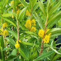 Moerings Lysimachia thyrsiflora - Moeraswederik