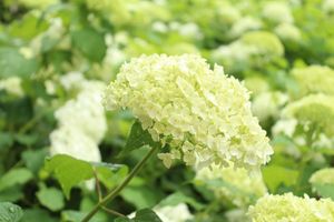 Hortensia