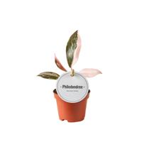 Philodendron Pink Princess - Ø6cm - ↕15cm Philodendron Pink Princess - Ø6cm - ↕15cm