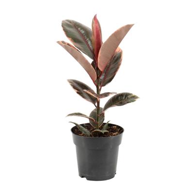 Ficus Elastica Belize - Ø17cm - ↕55cm