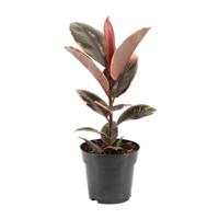 Ficus Elastica Belize - Ø17cm - ↕55cm - thumbnail