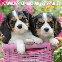 Cavalier King Charles Spaniel Puppies Kalender 2026