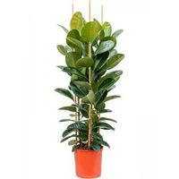 Ficus Elastica Robusta XXL160 cm kamerplant - thumbnail