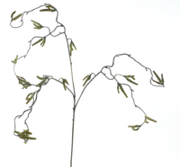 Corylus flower spray green 68 cm kunstbloem Erutan Avon - Erutan avon