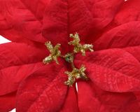 Poinsettia plastic d16h3 cm rood kerst - Everlands - thumbnail