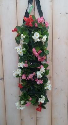 Hangzak Begonia Kleur Varieert Warentuin Natuurlijk - Warentuin natuurlijk