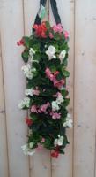 Hangzak Begonia Kleur Varieert Warentuin Natuurlijk - Warentuin natuurlijk