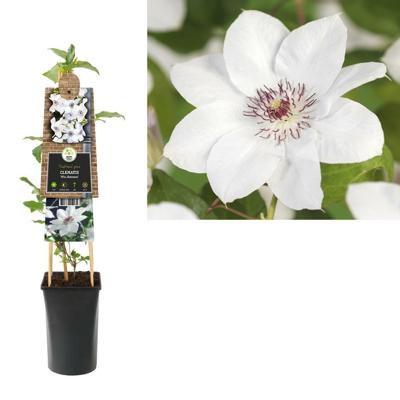 Clematis 'Miss Bateman' - bosrank