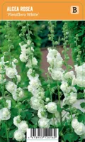 V.I.P.S. Alcea rosea ''Pleniflora White'' - Stokroos P9