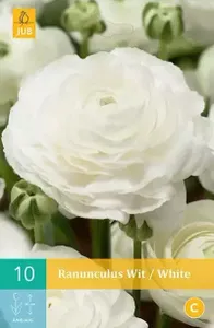 10 Ranunculus Wit