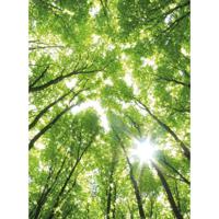 Fotobehang - Sunny Forest 192x260cm - Vliesbehang