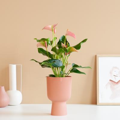 plantje.nl Anthurium Andreanum, Flamingoplant, Roze