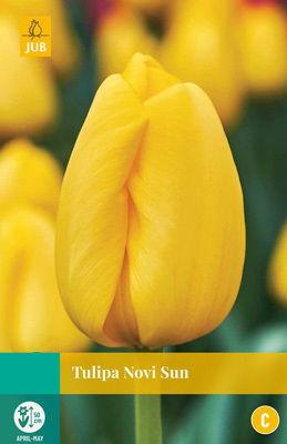 Tulipa Novi Sun - Jub