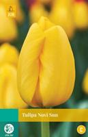 Tulipa Novi Sun - Jub