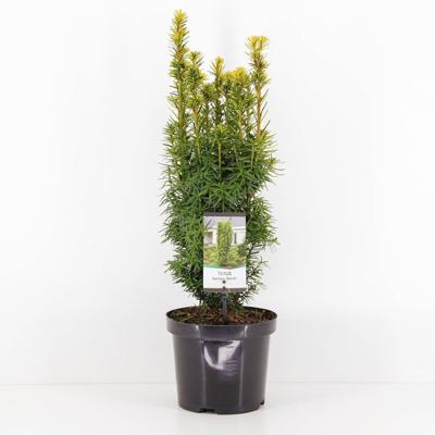 Taxus baccata david 40-50 cm - Warentuin natuurlijk