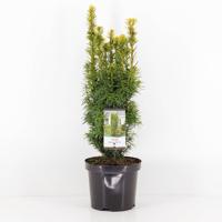 Taxus baccata david 40-50 cm - Warentuin natuurlijk