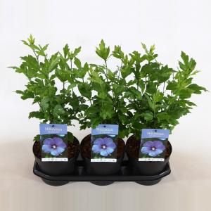 Hibiscus syriacus Oliseau Bleu - 40 cm - 3 stuks