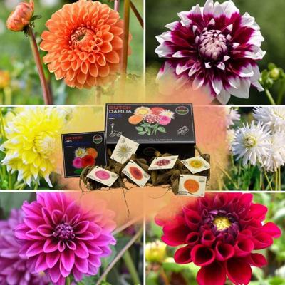 Flowerbulbs Amsterdam - Luxe Box Large, set van 6 Dutch dahlia's, 2 boxen voor ruim 2 m²