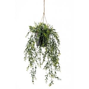 Boxwood