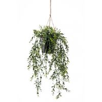 Boxwood