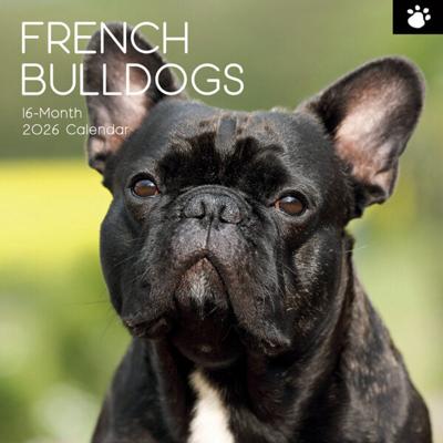 Franse Bulldog Kalender 2026