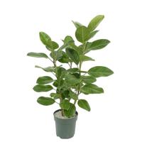 Ficus Altissima Toef Potmaat 30 H120-130 kamerplant Beautanic Lifestyle - Beautanic lifestyle