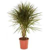 Dracaena marginata XS kamerplant - thumbnail