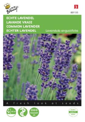 Lavendel Lavandula officinalis - Buzzy
