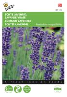 Lavendel Lavandula officinalis - Buzzy