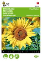 Helianthus annuus dwarf Yellow Tuinplus - Buzzy
