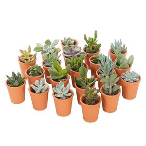 Mini vetplantjes in Terracotta (20-pack)