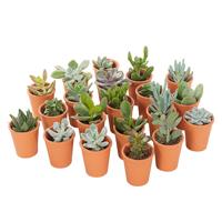 Mini vetplantjes in Terracotta (20-pack)