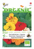 Organic Oost-Indische kers hoge gemengd (Skal 14725) - Buzzy