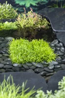 Zuurstofplant Lilaeopsis brasiliensis