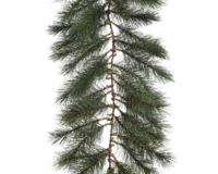 Norway guirlande slinger frosted L270 cm groen/wit Everlands - Everlands Norway guirlande slinger frosted L270 cm groen/wit Everlands - Everlands