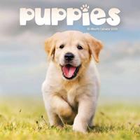 Puppies Mini Kalender 2026
