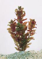 2 stuks! Rotala Rotundifolia green potmaat P11 Rotala Moerings - Moerings