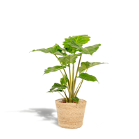 Alocasia Portodora - Ø21cm - ↕80cm + Mand Selin