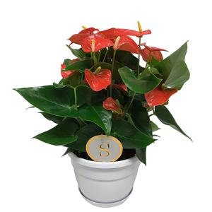 Anthurium &apos;Orange Champion&apos; (Flamingoplant) P 20