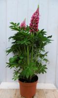 Lupinus roze 50 cm - Warentuin natuurlijk
