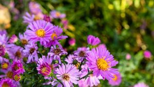 Aster