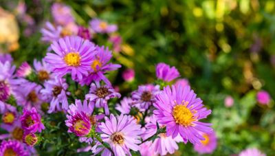 Aster