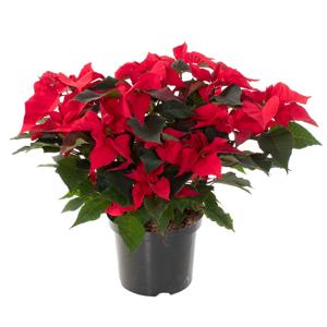 Kerstster plant rood (Poinsettia) - P 21 cm