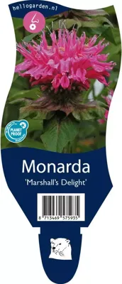 Monarda &apos;Marshall&apos;s Delight&apos; (Bergamotplant)