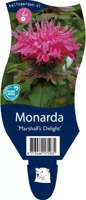 Monarda &apos;Marshall&apos;s Delight&apos; (Bergamotplant) - thumbnail