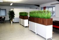 Pennisetum Pluimgras boeket 75cm (bruin) - thumbnail